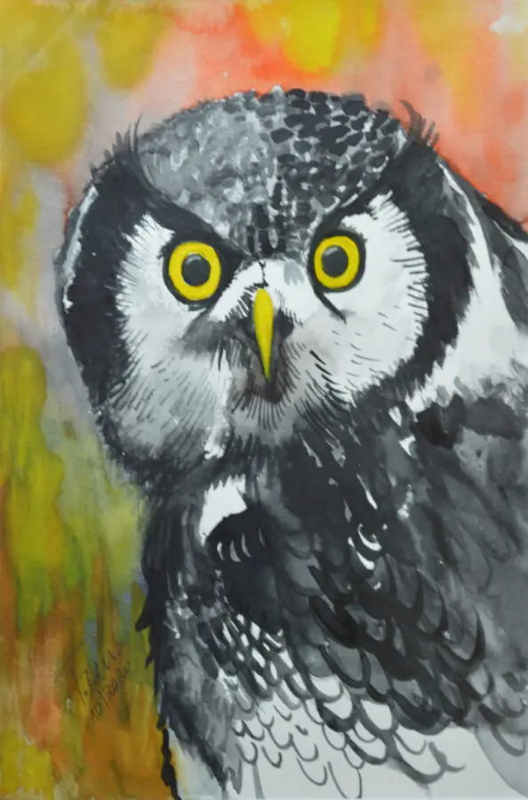 Angry Owl