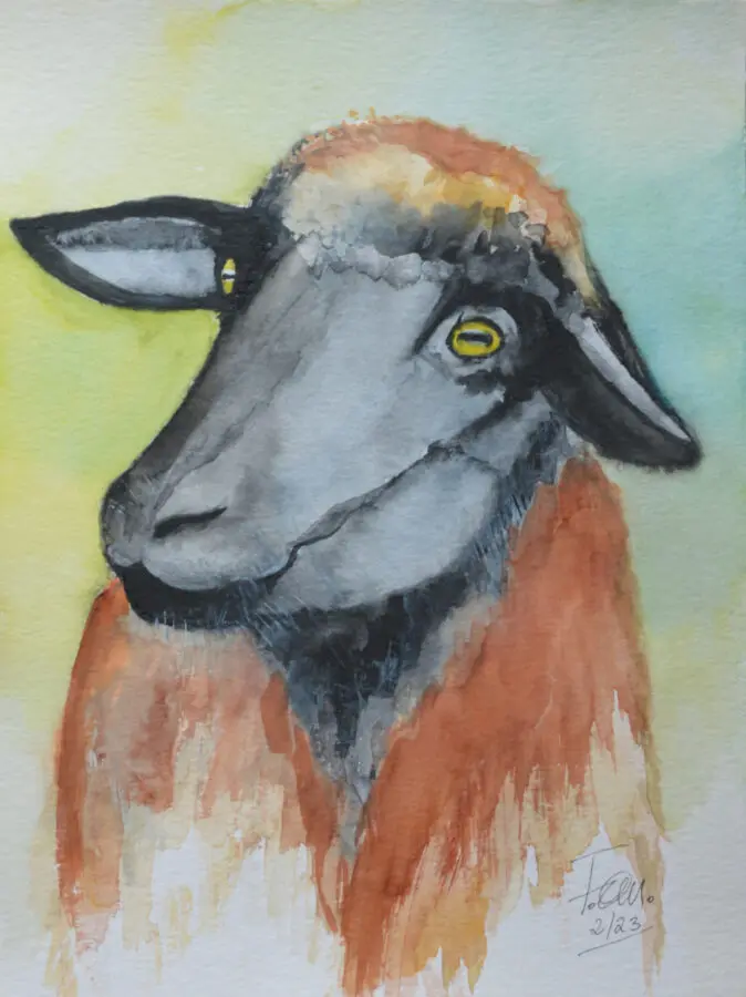Happy Sheep