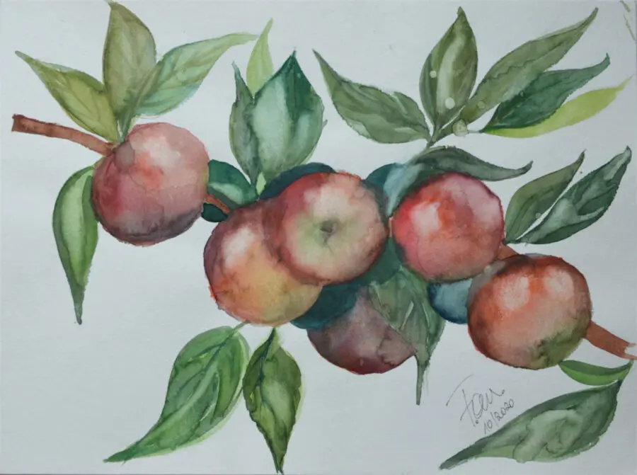 Apples 1